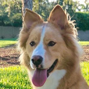 Meet your Posher, Peter